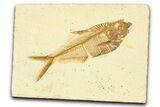 Detailed Fossil Fish (Diplomystus) - Wyoming #379500-1